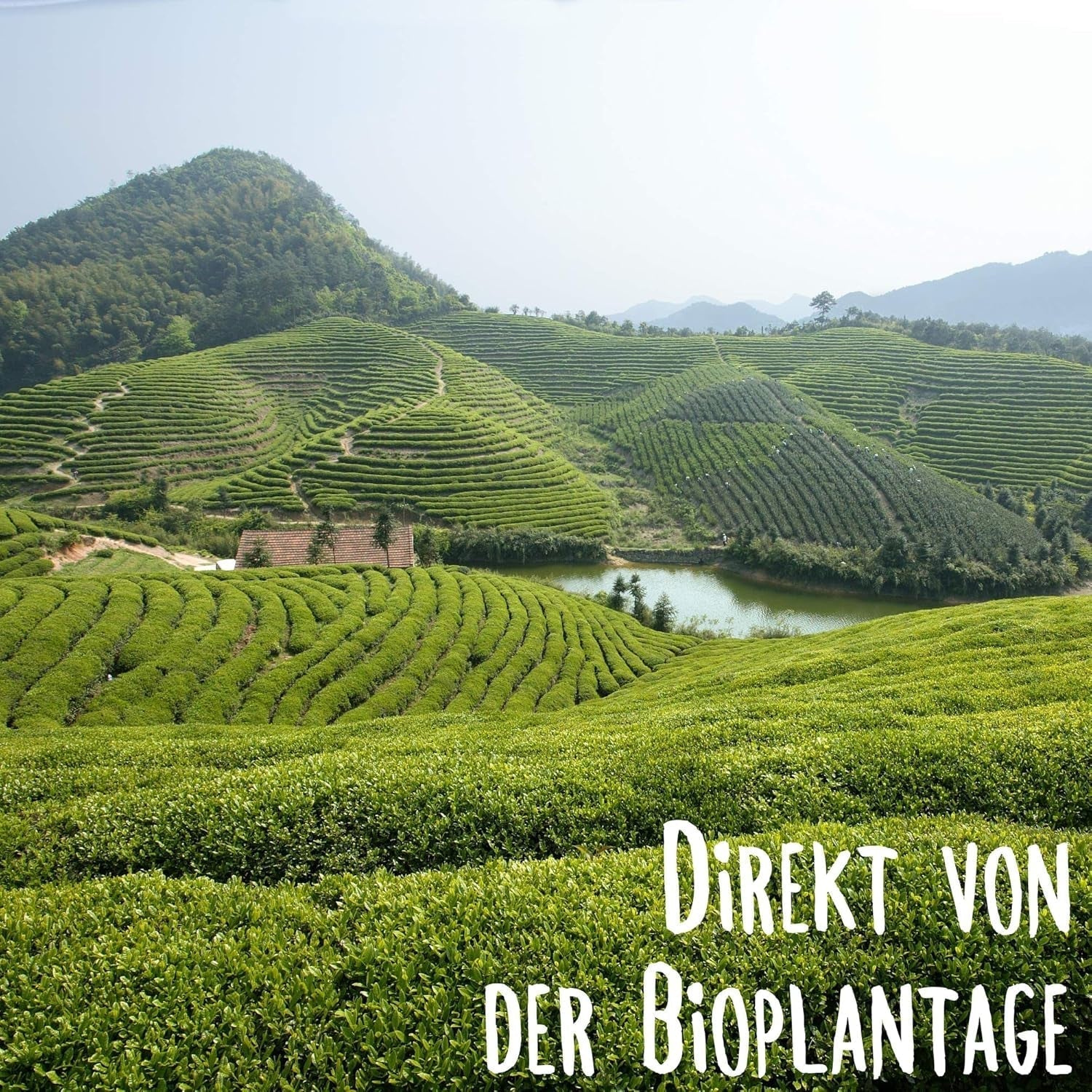 KLUIZ Gyokuro Tokiwa Bio – Erste handverlesene Ernte – Japanischer Grüntee I 100 Gramm I Bio-Grüntee