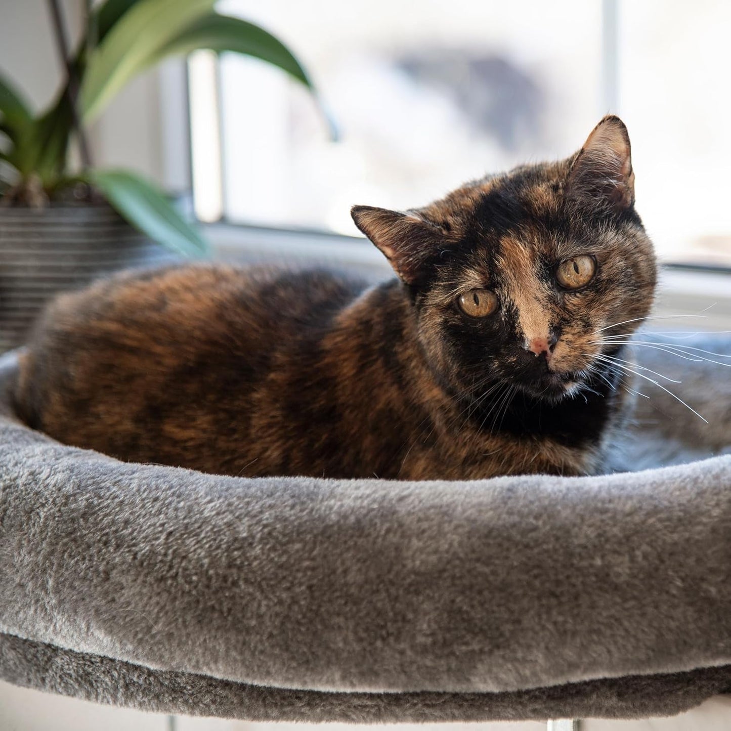 Decken und Möbel, Fensterbänke, Haustiere, Katzen, Betten für Katzen, Katzenbetten, Matratzen