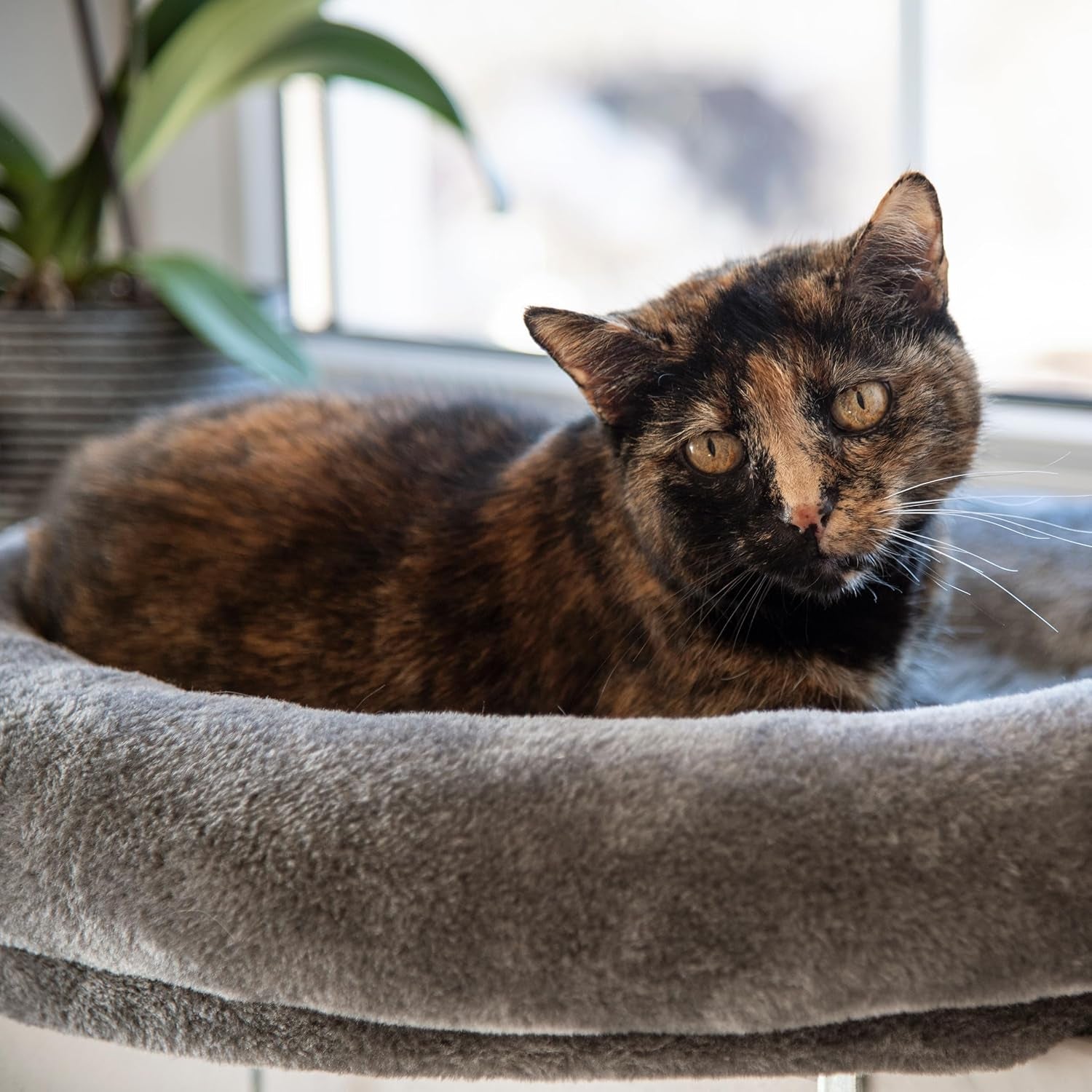 Decken und Möbel, Fensterbänke, Haustiere, Katzen, Betten für Katzen, Katzenbetten, Matratzen