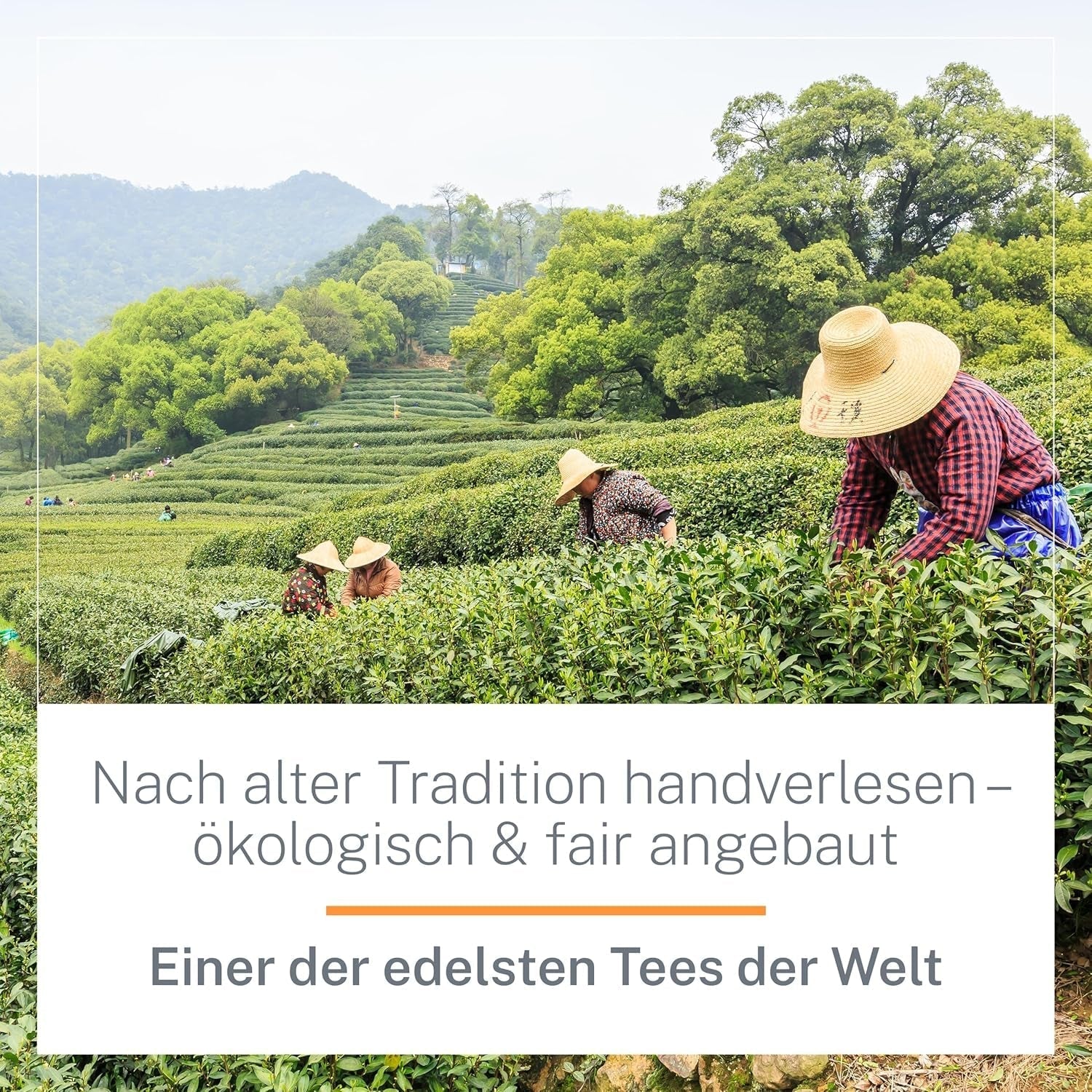 Ti Guan Yin Bio-Oolong-Tee 100 g – hochwertiger Bio-Oolong-Tee aus China – Wu Long (Zeremonialqualität) – für Teeliebhaber und Kenner – Mycupoftea