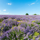 WELEDA Bio-Lavendel-Körperöl, 100 ml Kosmetik und Schönheit Naty Shop