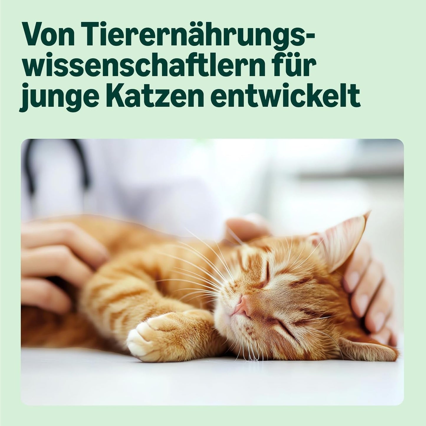 Amazon Mixed Selection Nassfutter für junge Katzen in Gelee, 1,2 kg (12 Beutel à 100 g)