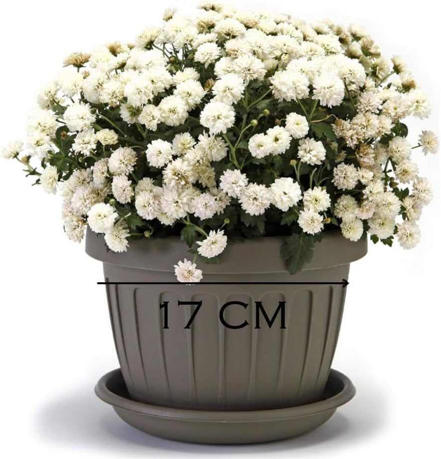 Kleiner Topf mit Teller - 17 cm Topf mit Teller | Praktisches und leichtes Design | Perfekt für Pflanzen, Stecklinge oder Frühtriebe 17 cm