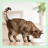 Amazon getreidefreies Nassfutter für Katzen in Dosen mit Hühnerflecken, 12 x 400 g