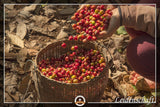 Jumbo Kaffee | Elefantenkaffee Maragogype (1000 g, Ganze Bohnen) – Die größten Bohnen der Welt, ohne Säure, extra mild