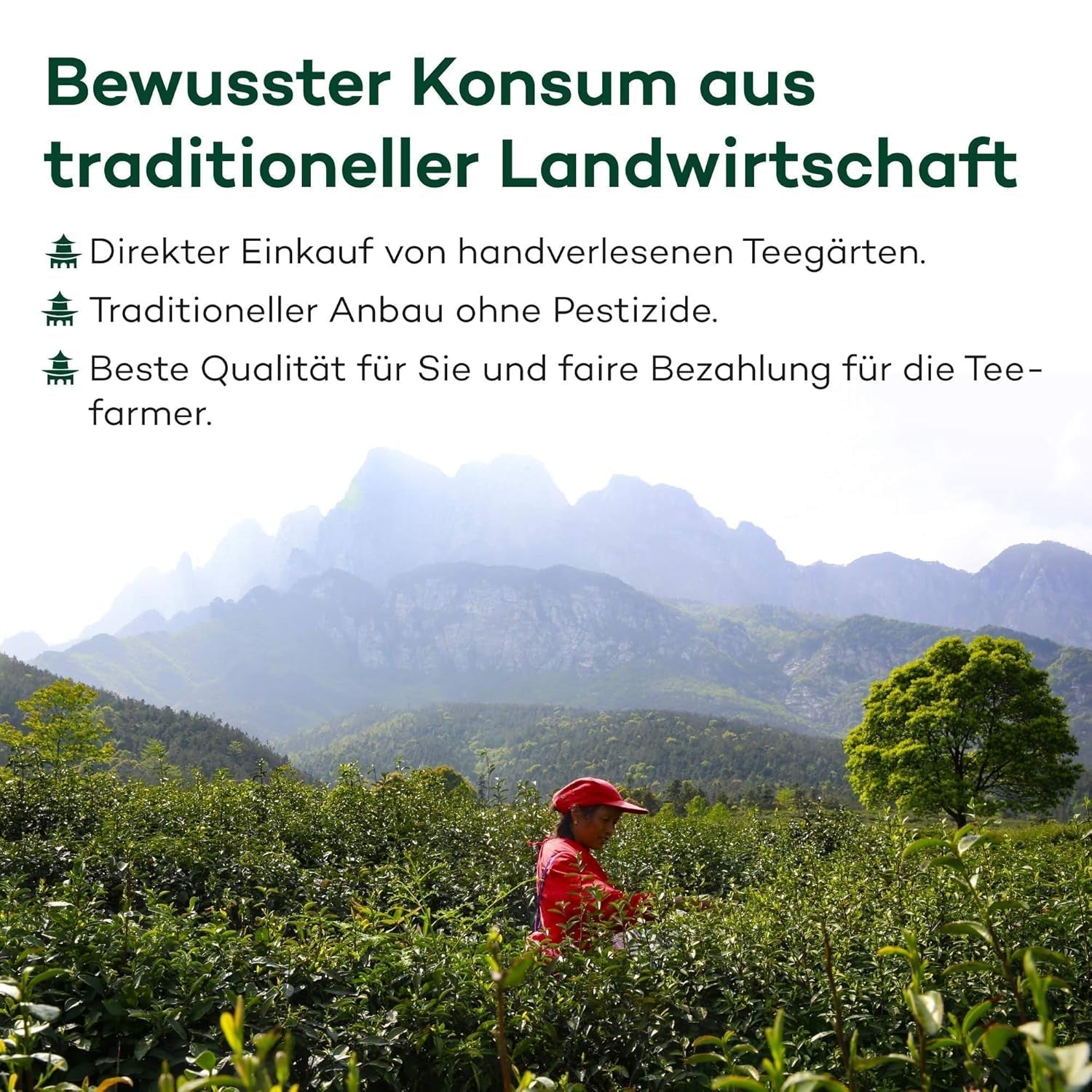 Tie Guan Yin Oolong Tee aus Anxi, China | Ernte 2025 | Hochwertiger chinesischer Oolong-Tee | Hochwertiger chinesischer Tee aus traditionellen Plantagen, 100 g