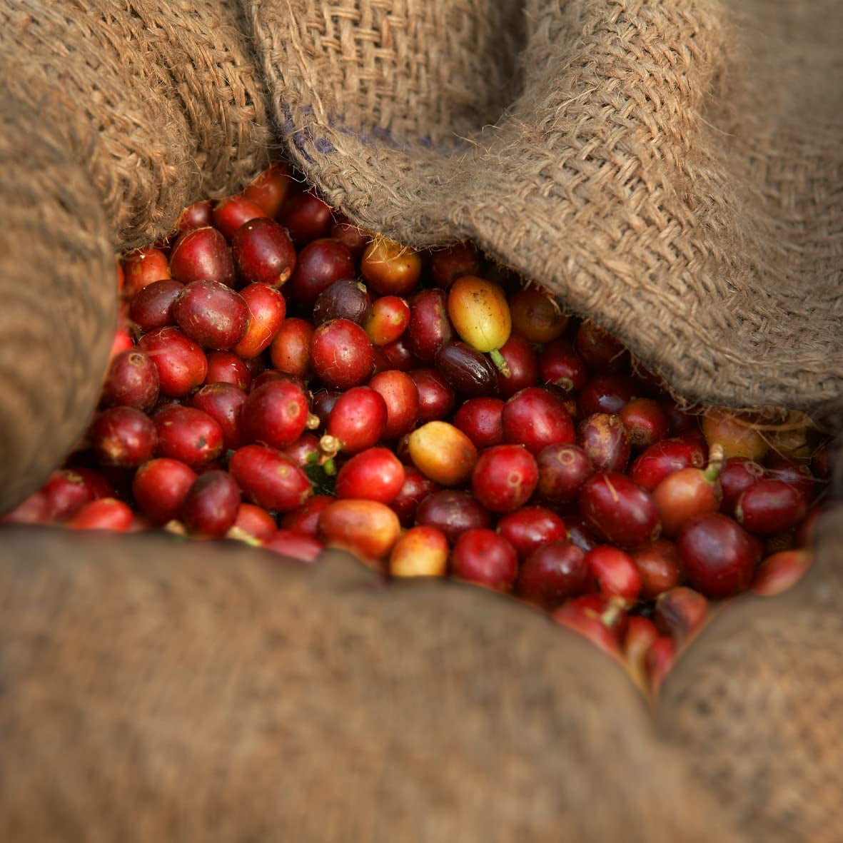 - Mokka 1000g | Kräftiger Kaffee für Schümli und Espresso aus Vollautomaten | Ganze geröstete Kaffeebohnen | Mit 90 % Arabica-Bohnen