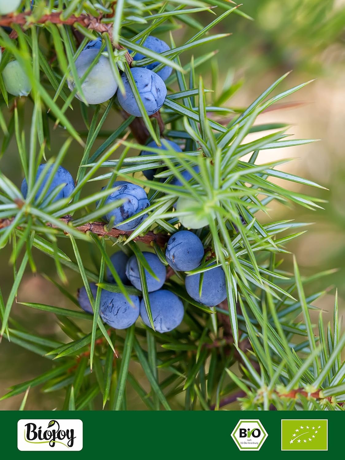 Biojoy Bio-Wacholderfrucht (250 g), getrocknet und ganz, ohne Zusatzstoffe (Juniperus communis) Dehydrierte Produkte Naty Shop