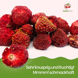 Biolla Food ganze getrocknete Erdbeeren, 0,5 kg, 100 % natürlich. Gesunde Snacks für Kinder. Ideal für Smoothies, Hafermüsli, Tee und Porridge. Lange Haltbarkeit. VEGANE, GLUTENFREI, ROHNAHRUNG Naty Shop Dehydrierte Produkte
