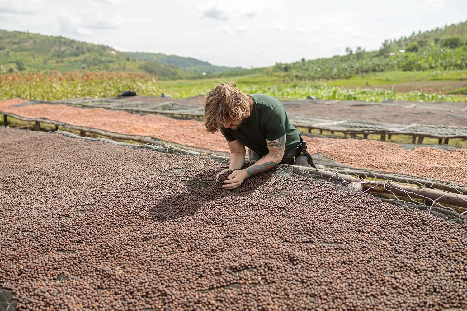 NIK CAFE' – Classico-Mischung – geröstete Kaffeebohnen. Seine Exzellenz, der Robuste. 100 % robust