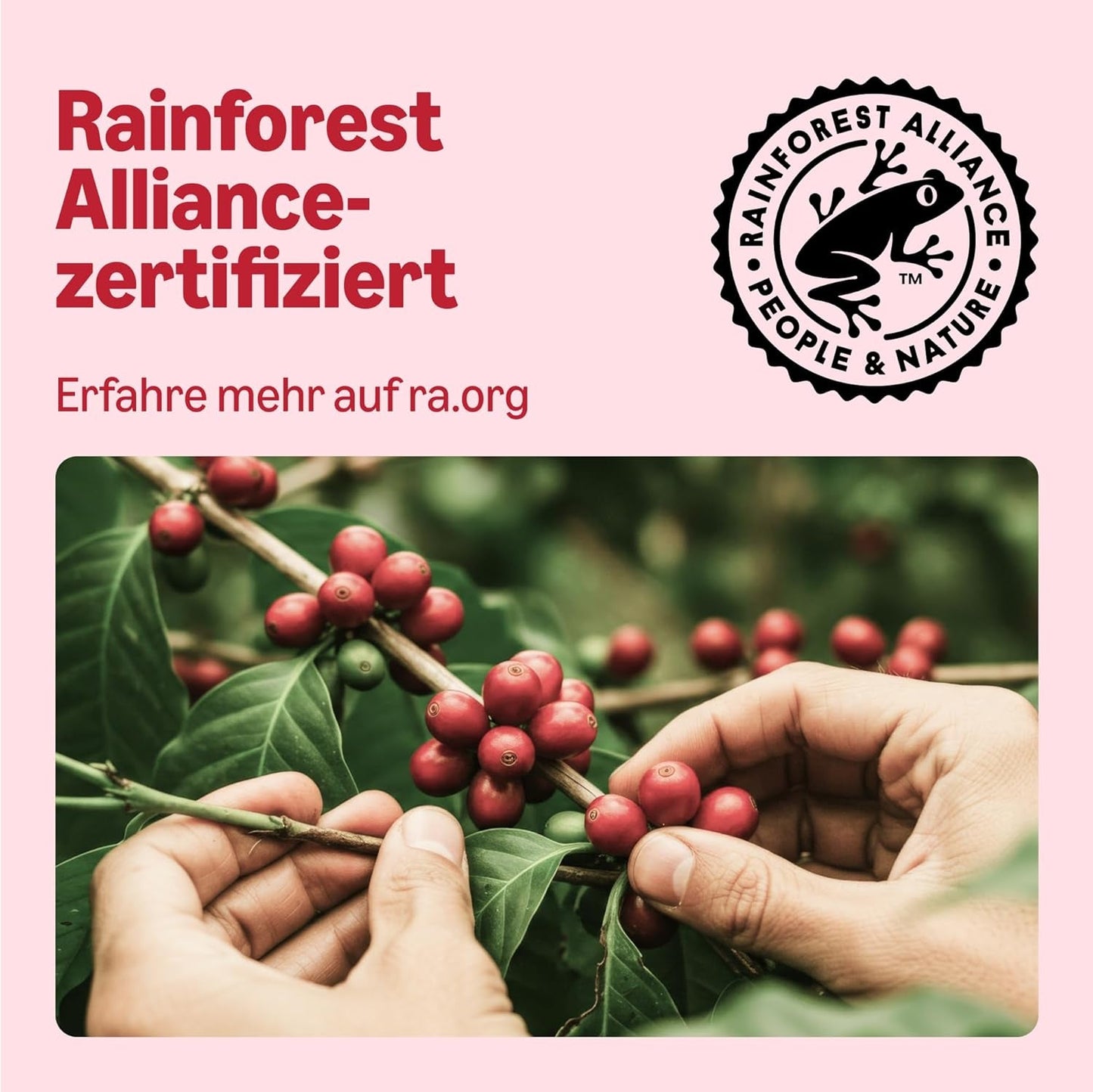 von Amazon Klassische Kaffeepads aus 100% Arabica, geeignet für Senseo-Maschinen, 36 Stück (1 Packung mit 36 ​​Stück) – Rainforest Alliance-zertifiziert