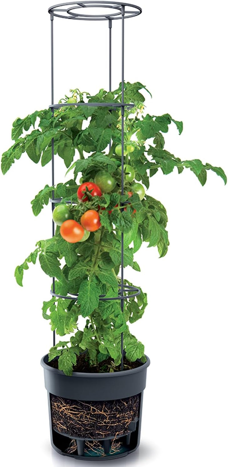Prosperplast Tomatensämlingstöpfe mit Spalier – Stabiler Pflanzkasten aus Kunststoff | Anthrazit | Witterungs- und UV-beständig | 29,5 x 115,2 cm | Ideal für Garten und Terrasse