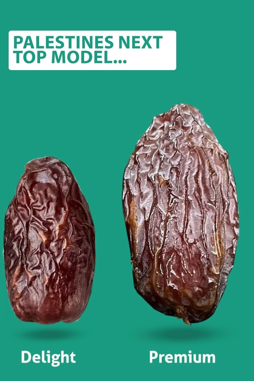 NABALI FAIRKOST FÜR ALLE Datteln Medjool Medjoul aus Palästina – 100 % natürlich vegan aromatisch traditionell frisch und orientalisch I ohne Konservierungsstoffe 5 kg (1 Packung), kleine/mittlere dehydrierte Produkte Naty Shop