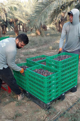 NABALI FAIRKOST FÜR ALLE Medjoul - Medjool Dates Choice I – 100 % natürlich aromatisch frisch orientalisch weich I süß wie Honig und karamellisiert I Herkunft: Palästina I (1x1KG) Dehydrierte Produkte Naty Shop