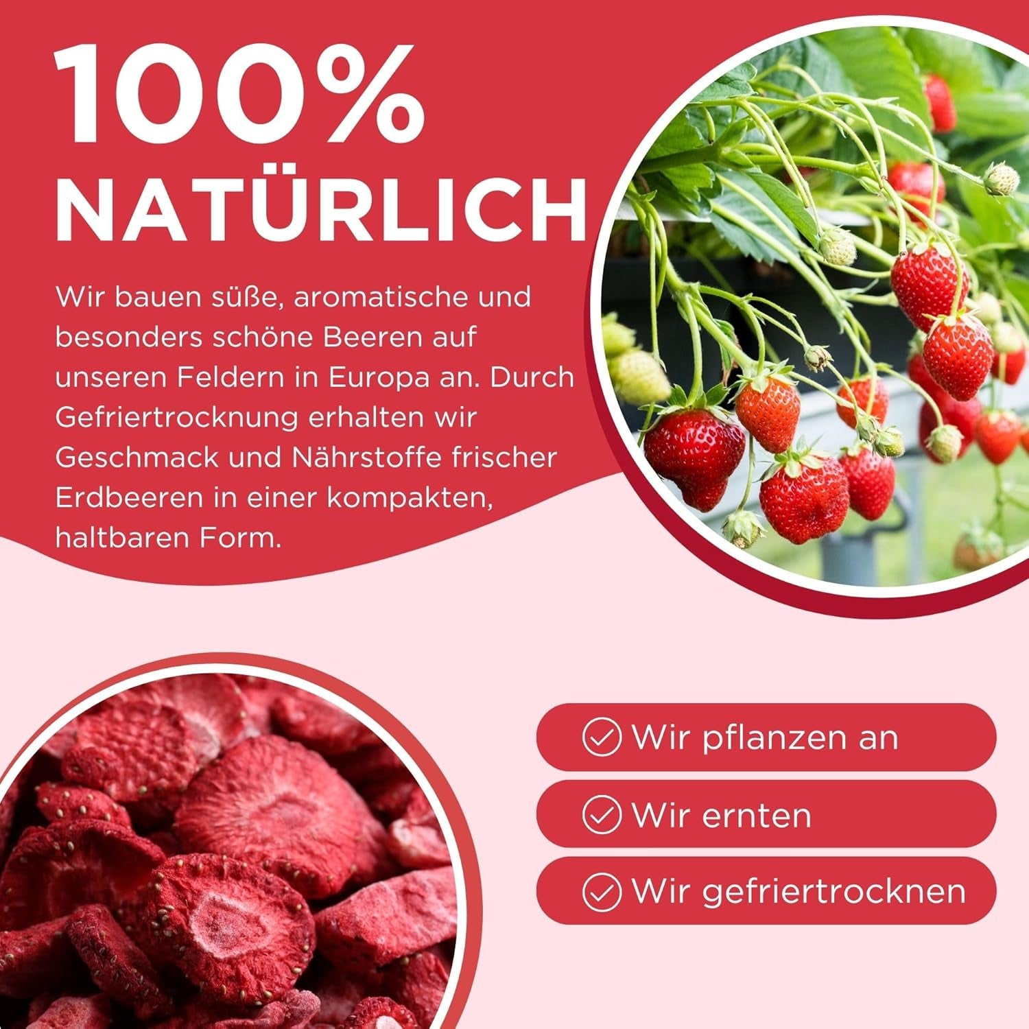 Sommerliche gefriergetrocknete Erdbeeren – 5er-Pack – zuckerfrei, 100 % natürlich, leckere knusprige Snacks für Kinder und Erwachsene, ideal für Müsli und Lunchboxen (55 g). Dehydrierte Produkte Naty Shop